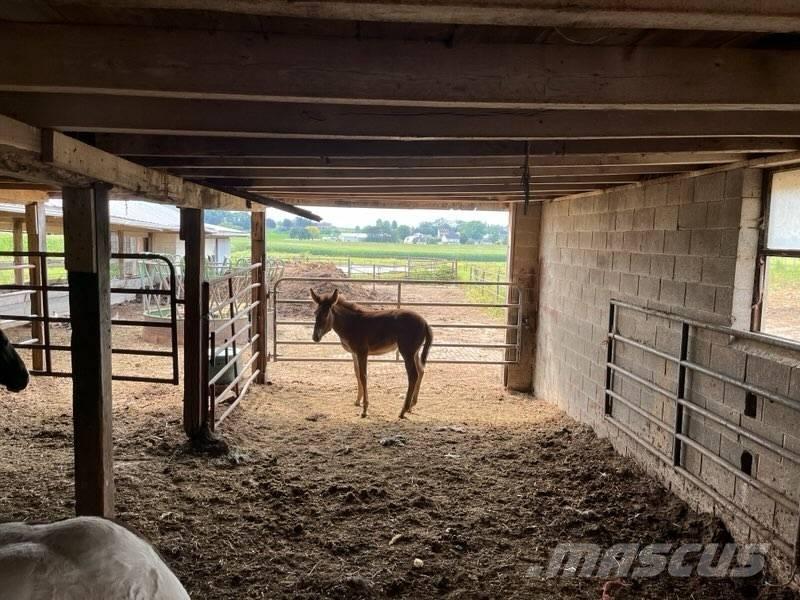  Mule Colt 其他畜牧业器械和配件