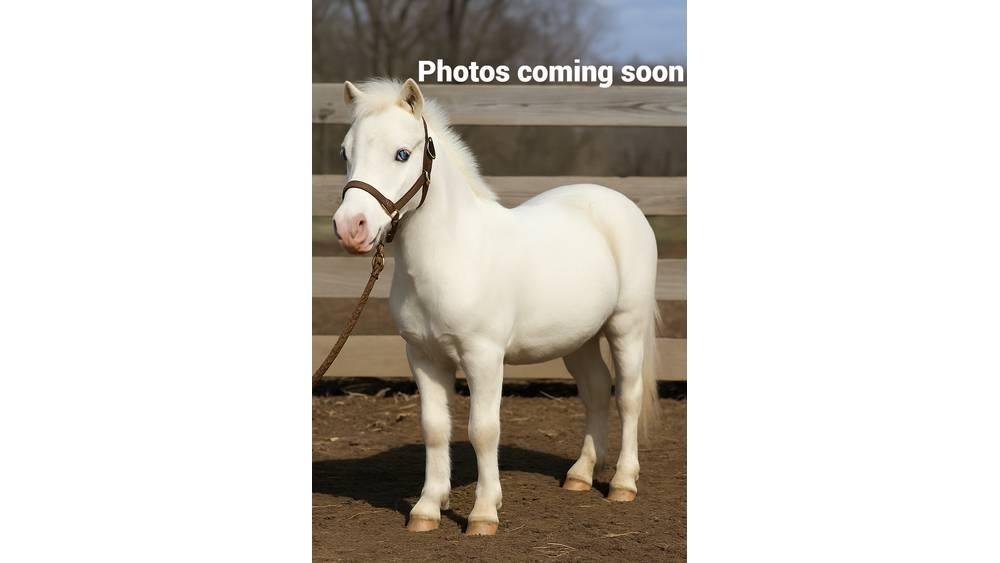 White Pony 40in 挤奶设备