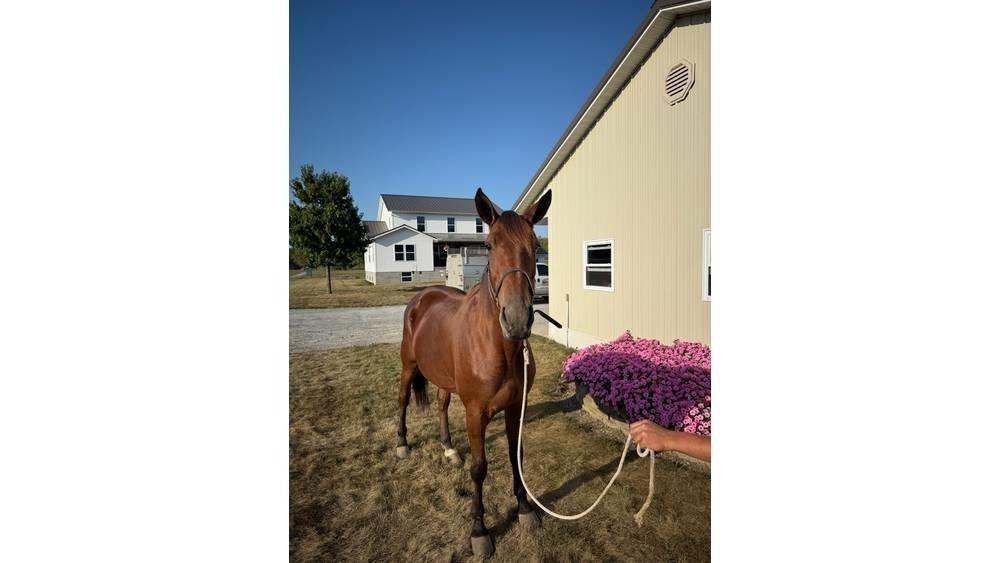  Horse Standardbred 其他畜牧业器械和配件