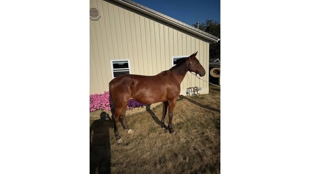  Horse Standardbred 其他畜牧业器械和配件