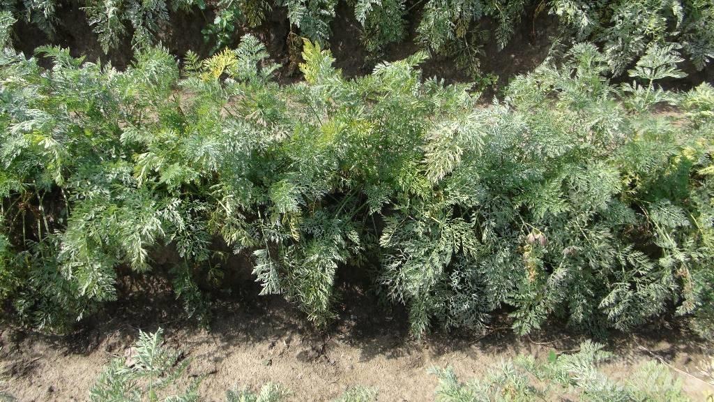 Weringen  WPS 精密播种机