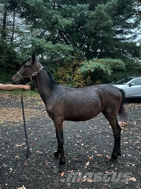  Horse Standardbred 其他畜牧业器械和配件