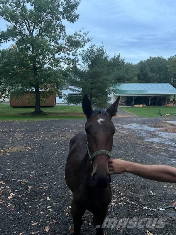  Horse Standardbred 其他畜牧业器械和配件