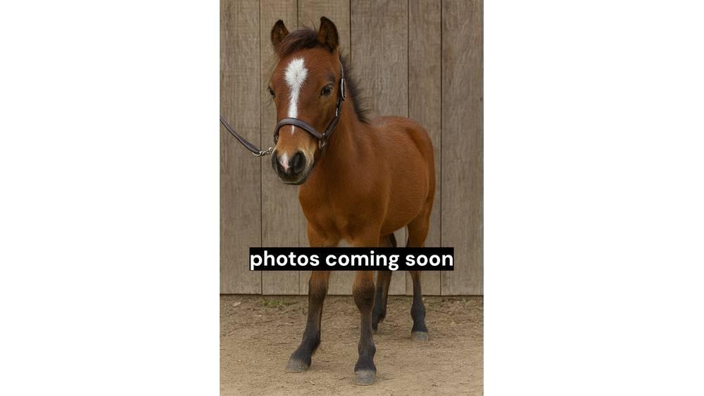 Pony Stallion 35in 挤奶设备