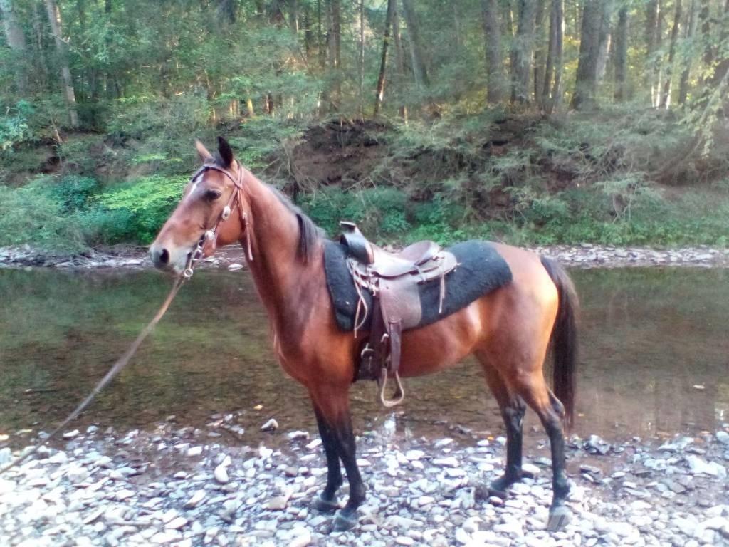 Morgan Mare 其他畜牧业器械和配件