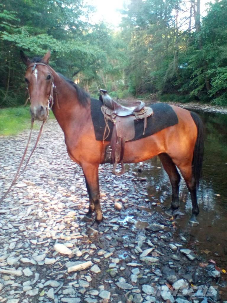 Morgan Mare 其他畜牧业器械和配件