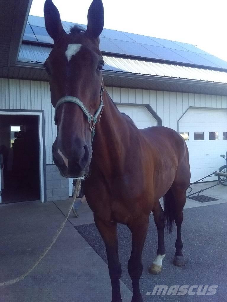  Standardbred Gelding 挤奶设备