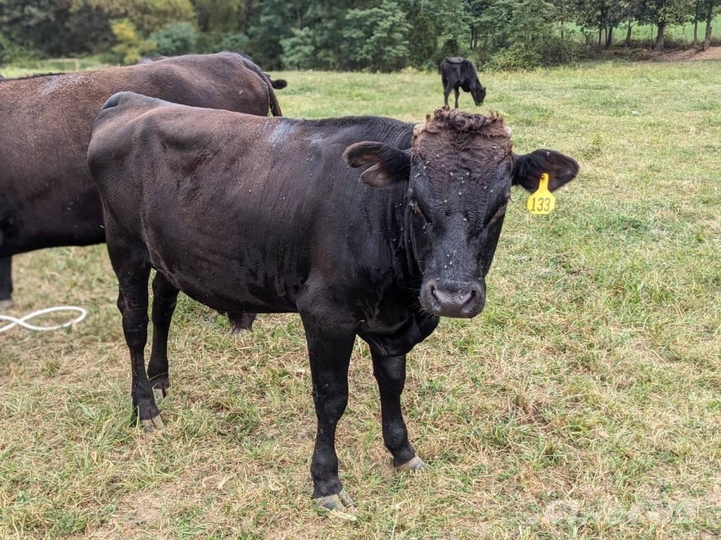 Bull (Organic Farm) 挤奶设备