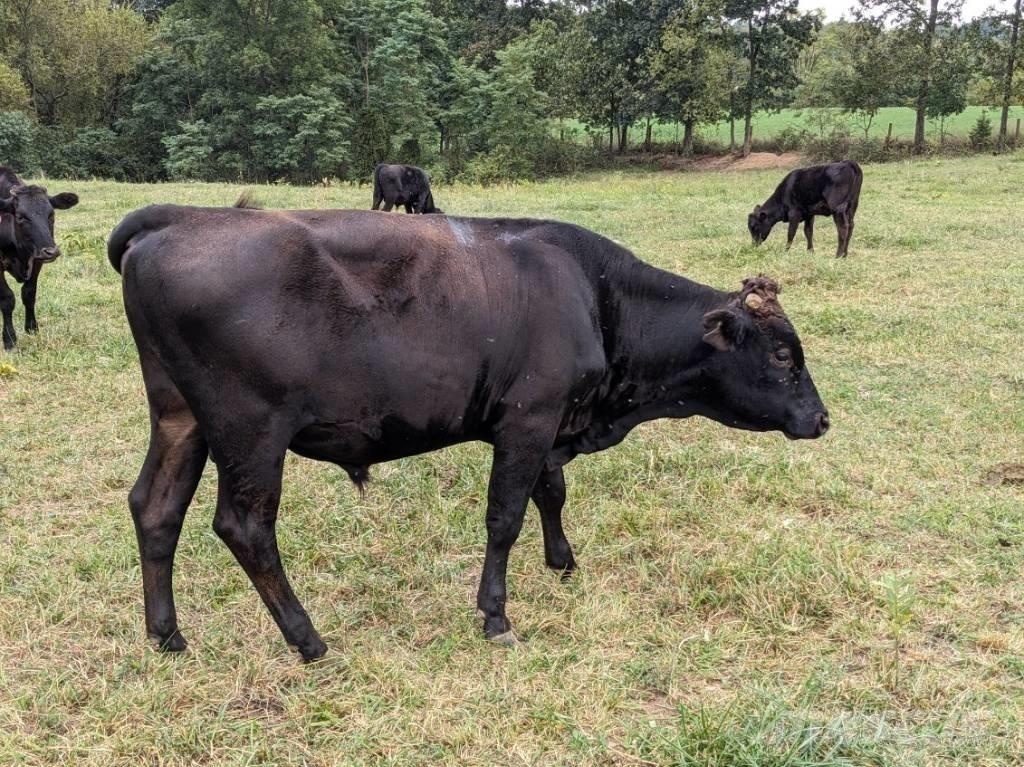Bull (Organic Farm) 挤奶设备