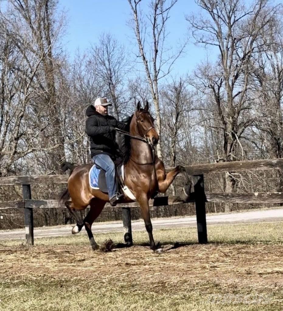  Horse Saddlebred 其他畜牧业器械和配件
