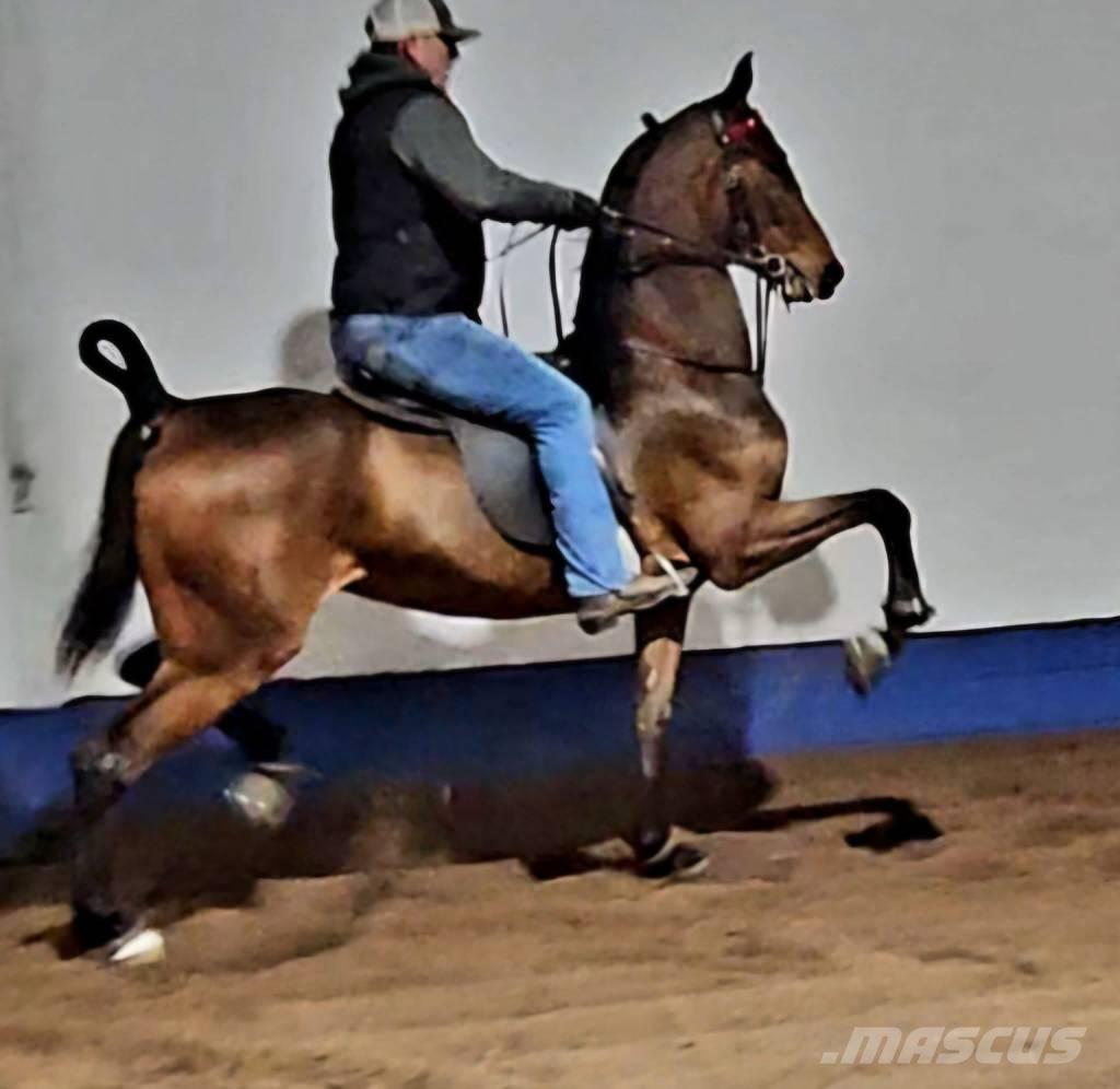  Horse Saddlebred 其他畜牧业器械和配件