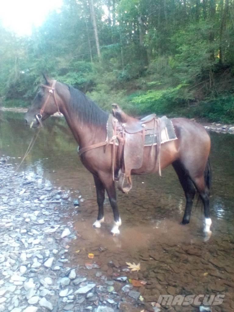  Horse Standaredbred 其他畜牧业器械和配件