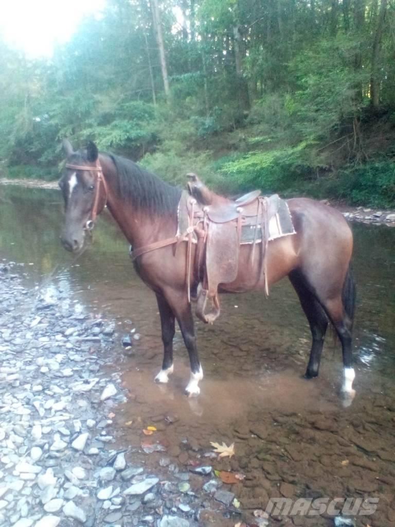  Horse Standaredbred 其他畜牧业器械和配件