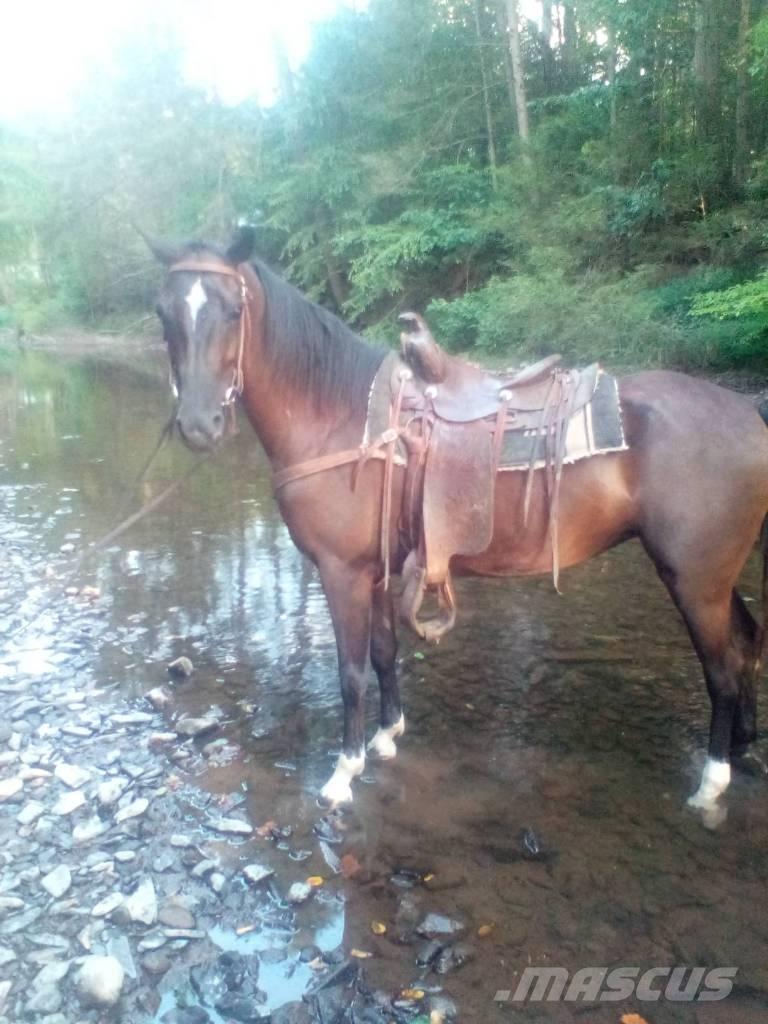 Horse Standaredbred 其他畜牧业器械和配件