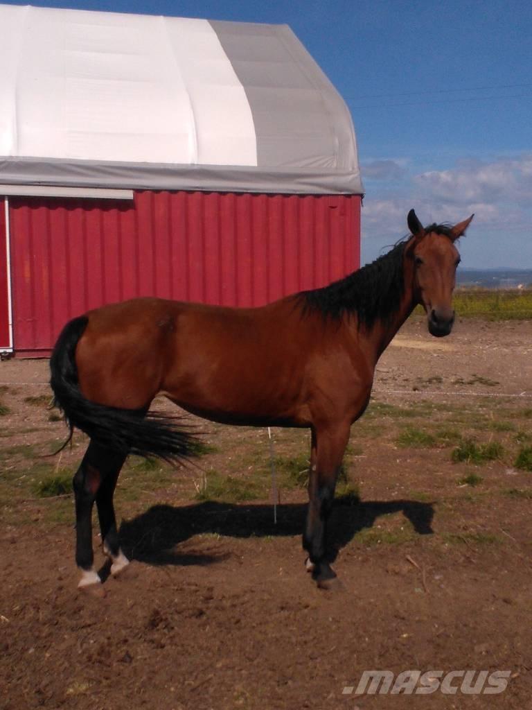  Horse Family 其他畜牧业器械和配件