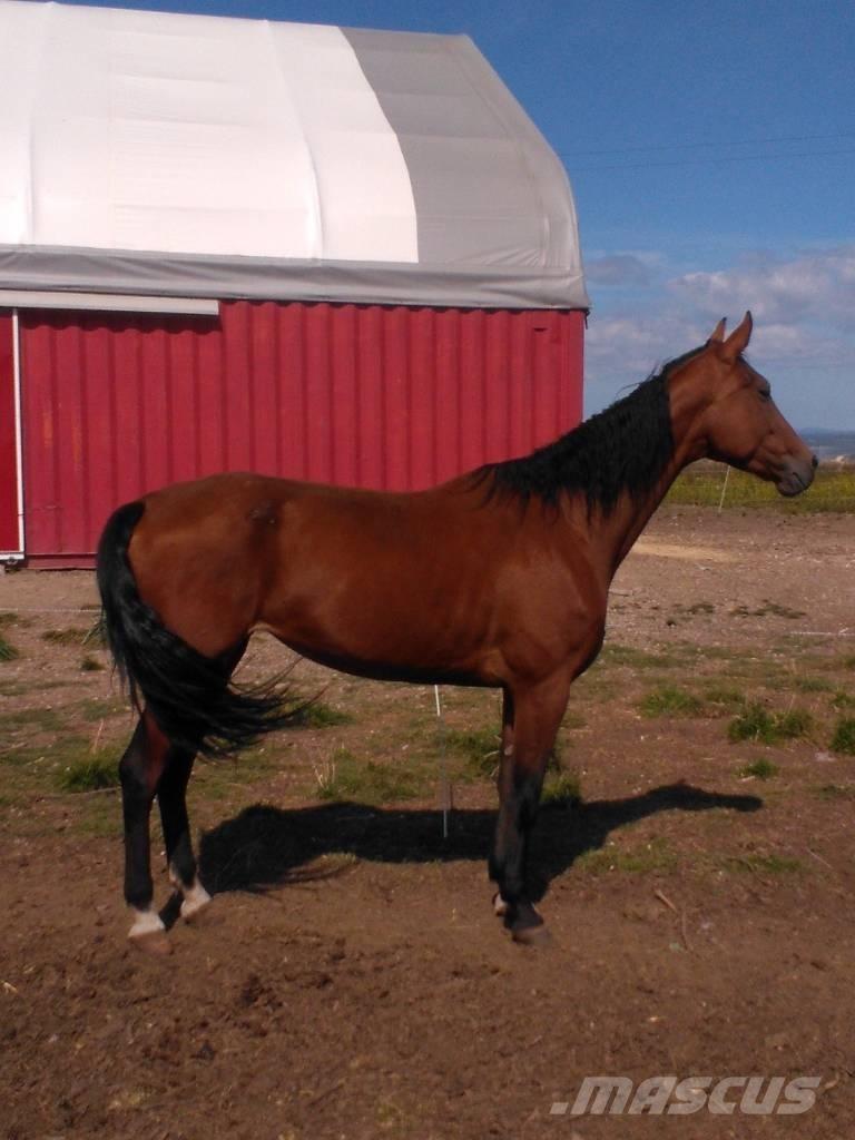  Horse Family 其他畜牧业器械和配件