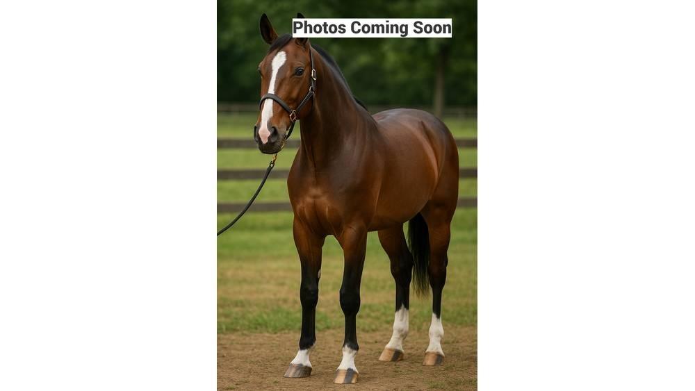  Horse Family 其他畜牧业器械和配件
