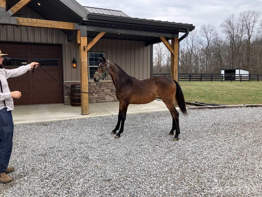 Morgan Filly 其他拖拉机配件