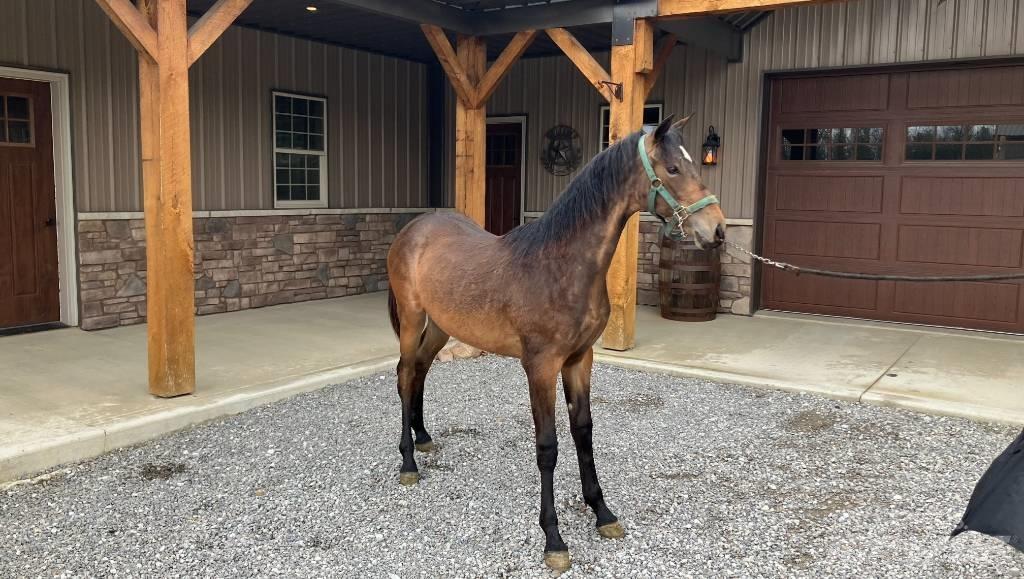 Morgan Filly 其他拖拉机配件