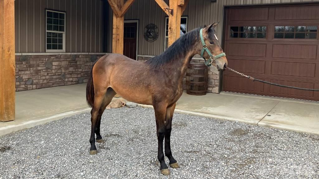 Morgan Filly 其他拖拉机配件