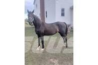  Horse Mare 其他畜牧业器械和配件