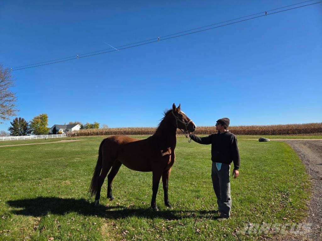  Horse Mare 其他畜牧业器械和配件