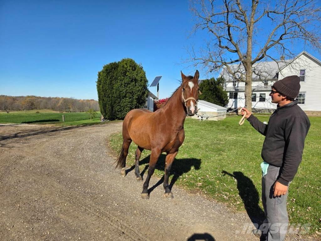  Horse Mare 其他畜牧业器械和配件