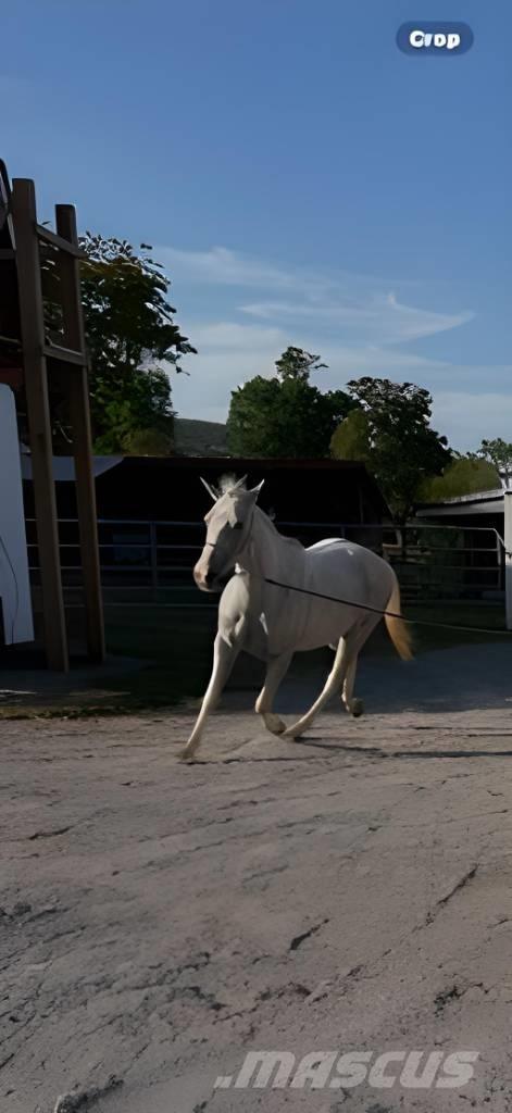  Horse Mare 其他畜牧业器械和配件