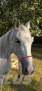  Horse Mare 其他畜牧业器械和配件
