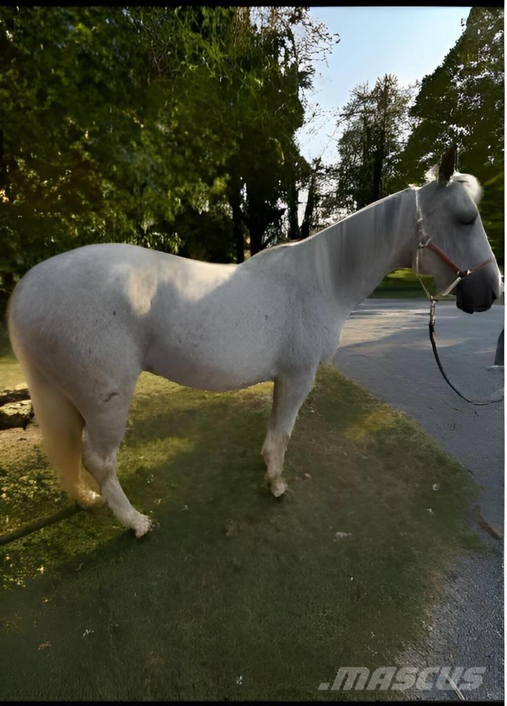  Horse Mare 其他畜牧业器械和配件