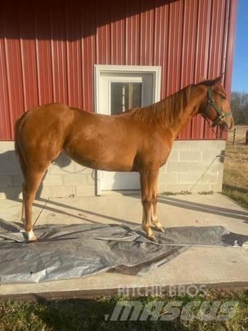  1-Year-Old Mare 建筑机械-其他