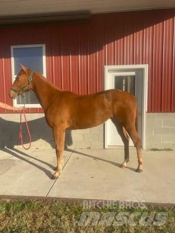  1-Year-Old Mare 建筑机械-其他