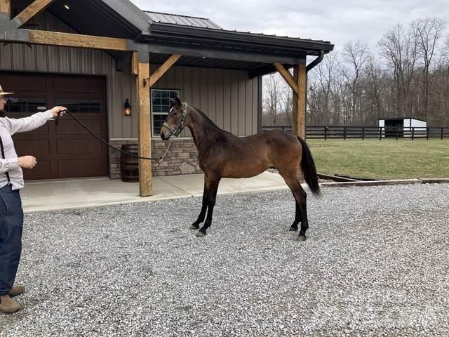 Morgan Filly 建筑机械-其他