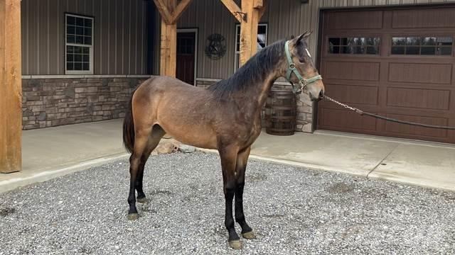 Morgan Filly 建筑机械-其他